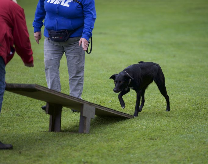 Erziehungskurs © Hundeschule gooddog