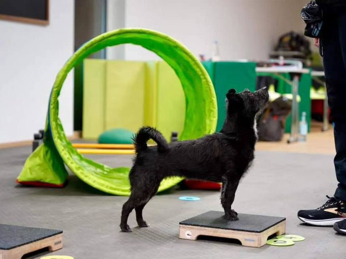 Fitness Loops © Hundeschule gooddog