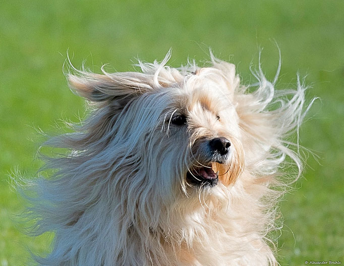 Hundeplausch/Plauschgruppe © Hundeschule gooddog