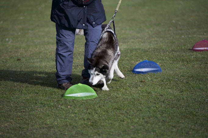 Anti-Giftköder-Kurs @ Hundeschule gooddog