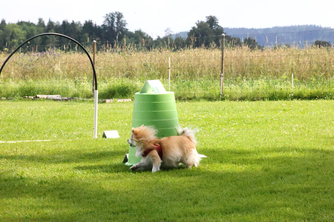 Hundeplausch/Plauschgruppe © Hundeschule gooddog