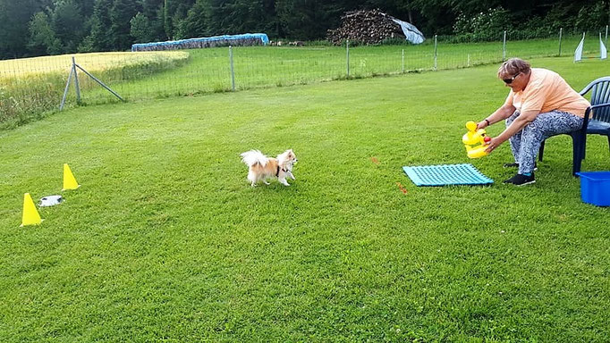 Hundeplausch/Plauschgruppe © Hundeschule gooddog