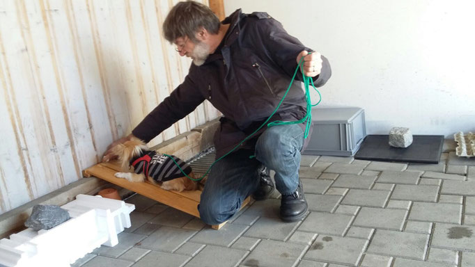 Objektsuche © Hundeschule gooddog