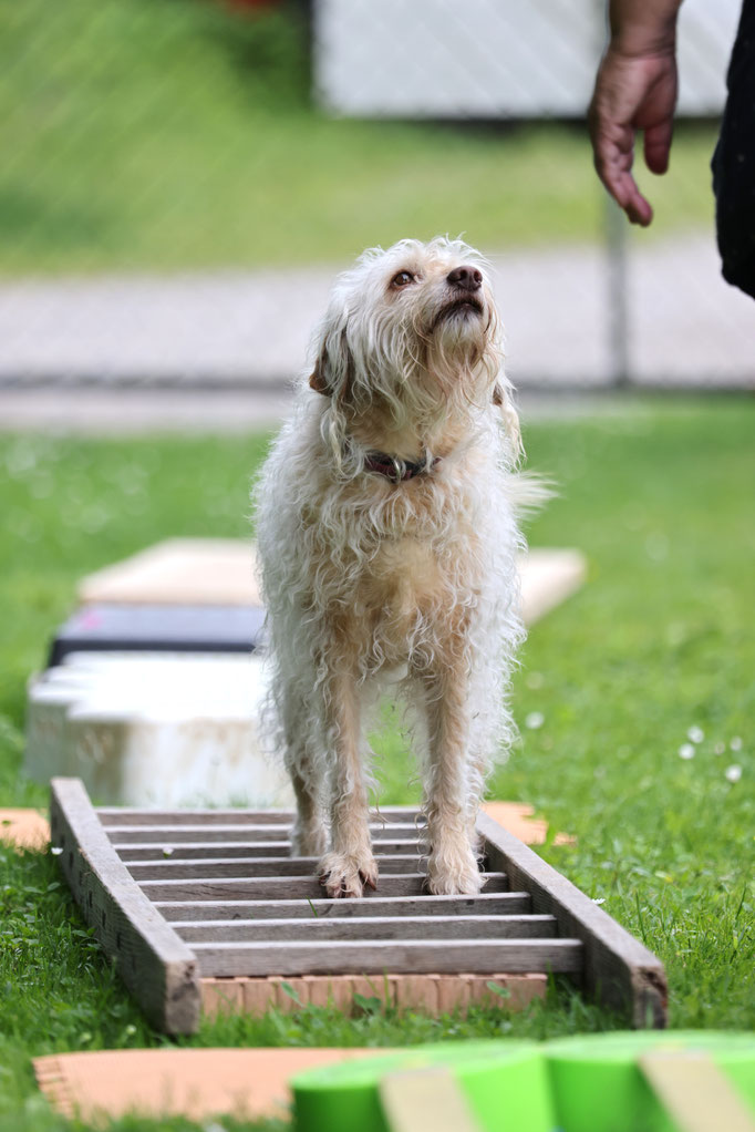 Hundeplausch/Plauschgruppe © Hundeschule gooddog