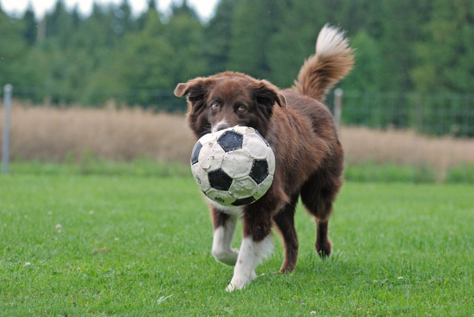 Spielen mit Hund © Hundeschule gooddog
