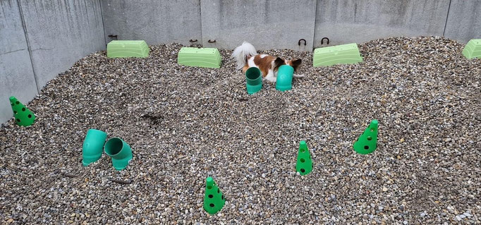 Objektsuche © Hundeschule gooddog