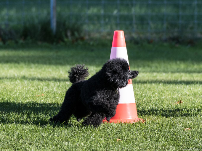 Hundeplausch/Plauschgruppe © Hundeschule gooddog