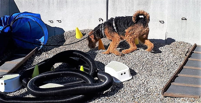 Objektsuche © Hundeschule gooddog