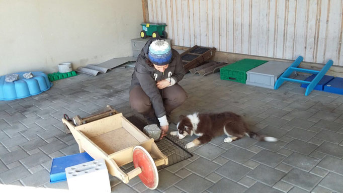 Objektsuche © Hundeschule gooddog