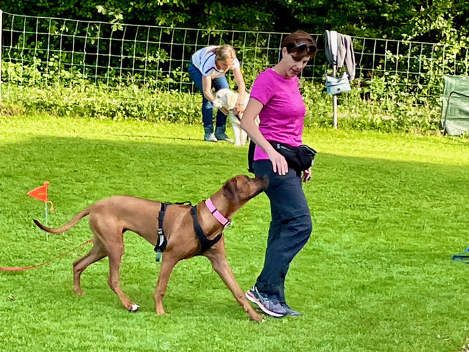 Junghundekurs © Hundeschule gooddog