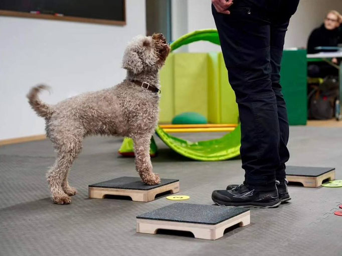 Fitness Loops © Hundeschule gooddog