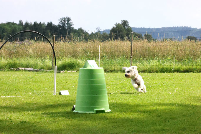 Hundeplausch/Plauschgruppe © Hundeschule gooddog