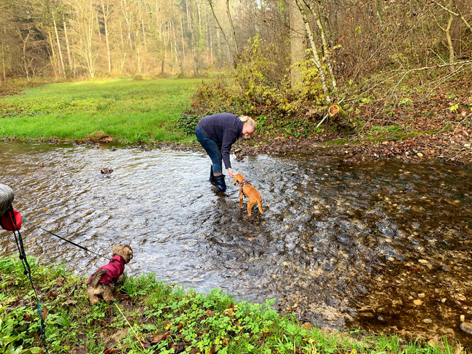 Welpentreffs Bläsimühle © Hundeschule gooddog