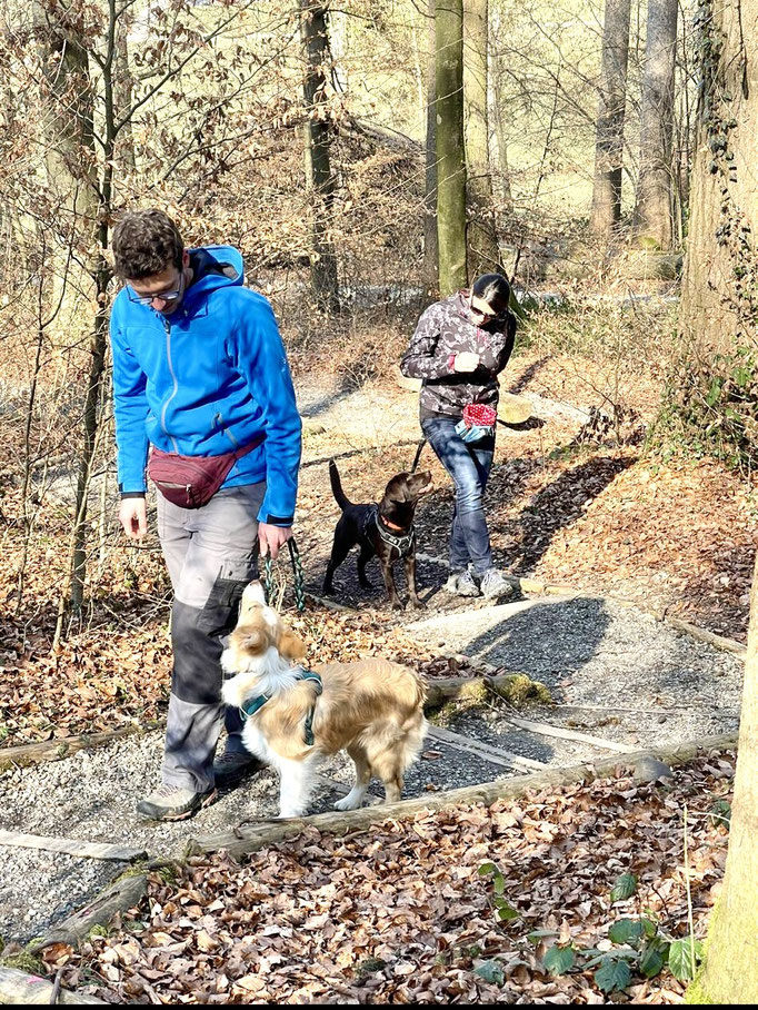 Lernspaziergänge © Hundeschule gooddog
