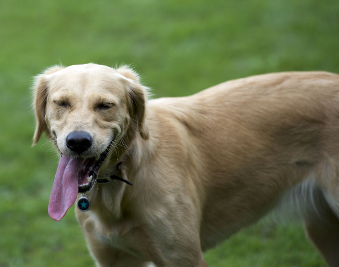 Erziehungskurs © Hundeschule gooddog