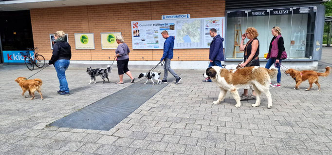 Junghundekurs © Hundeschule gooddog