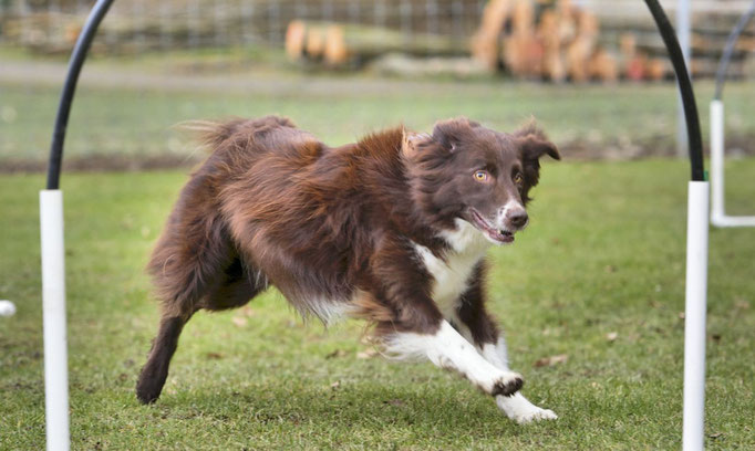 Hoopers/Hoop-Agi/Nadac © Hundeschule gooddog