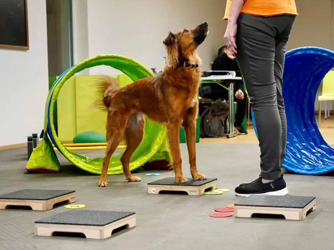 Fitness Loops © Hundeschule gooddog