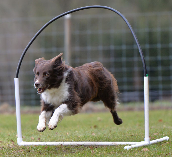 Hoopers/Hoop-Agi/Nadac © Hundeschule gooddog