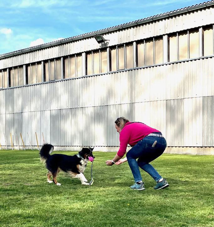 Begleithund/Obedience © Hundeschule gooddog