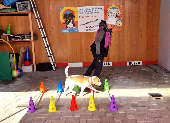 Fitness Loops © Hundeschule gooddog