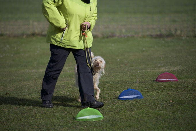 Erziehungskurs © Hundeschule gooddog