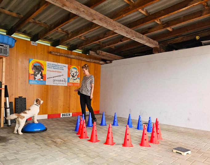 Fitness Loops © Hundeschule gooddog