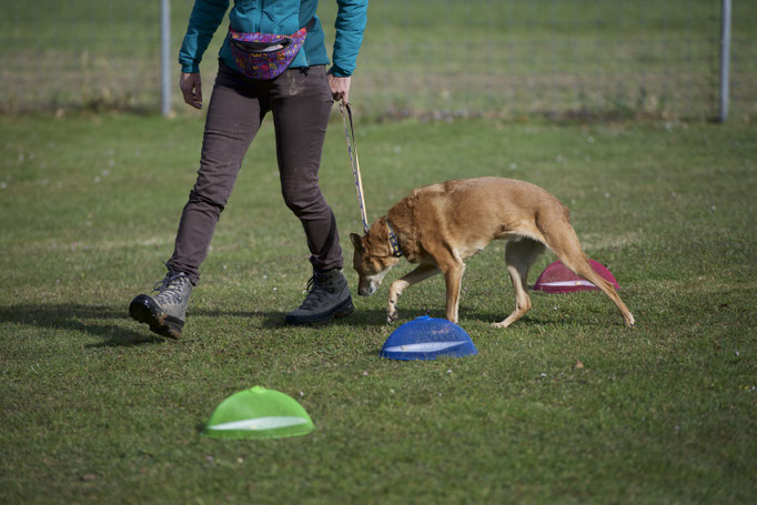 Anti-Giftköder-Kurs @ Hundeschule gooddog