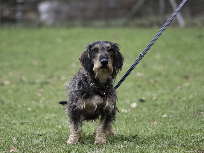 Zwergligruppe/Zwerghunde © Hundeschule gooddog