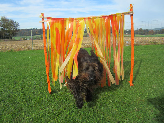 Hundeplausch/Plauschgruppe © Hundeschule gooddog