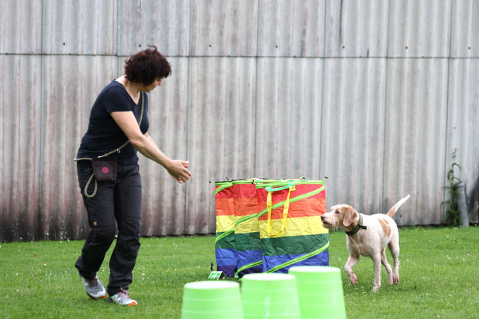 Hundeplausch/Plauschgruppe © Hundeschule gooddog