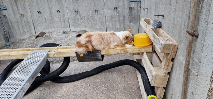 Objektsuche © Hundeschule gooddog