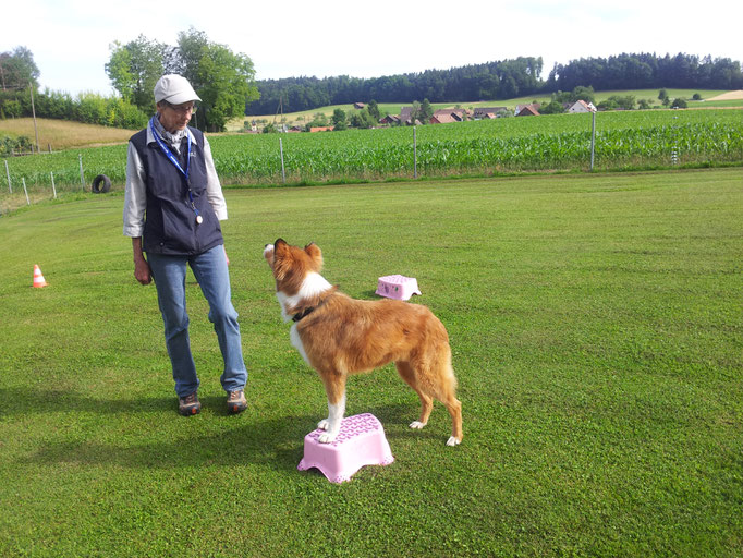 Hundeplausch/Plauschgruppe © Hundeschule gooddog