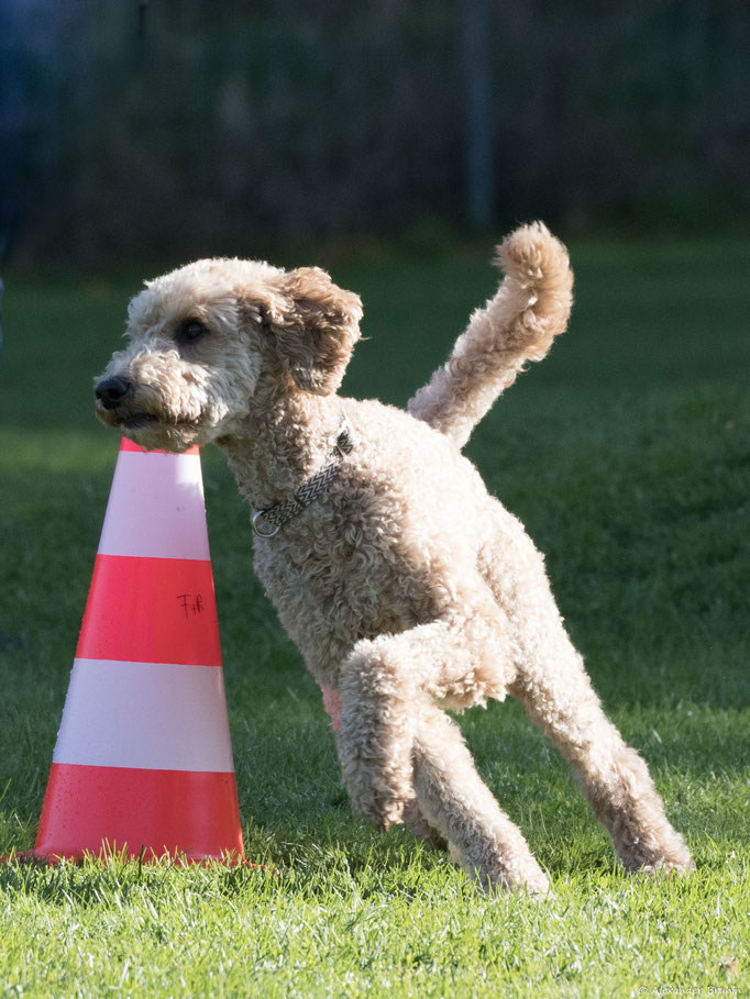 Hundeplausch/Plauschgruppe © Hundeschule gooddog