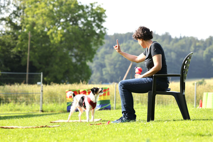 Hundeplausch/Plauschgruppe © Hundeschule gooddog