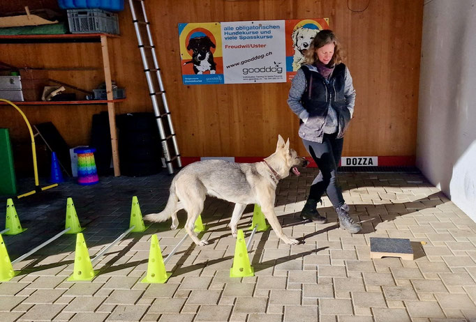 Fitness Loops © Hundeschule gooddog