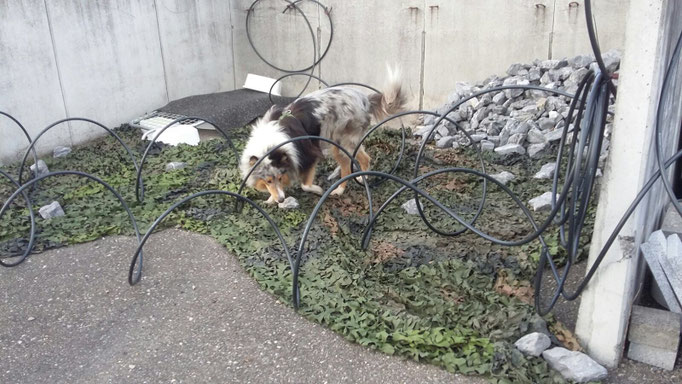 Objektsuche © Hundeschule gooddog