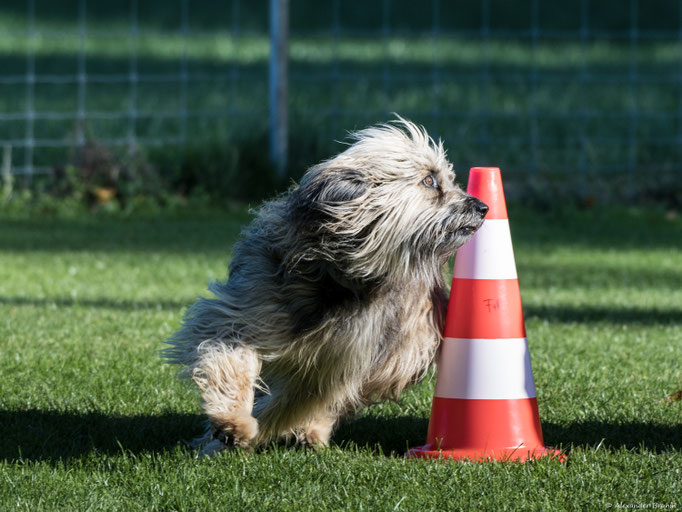 Hundeplausch/Plauschgruppe © Hundeschule gooddog