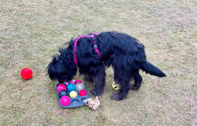 Spielen mit Hund © Hundeschule gooddog