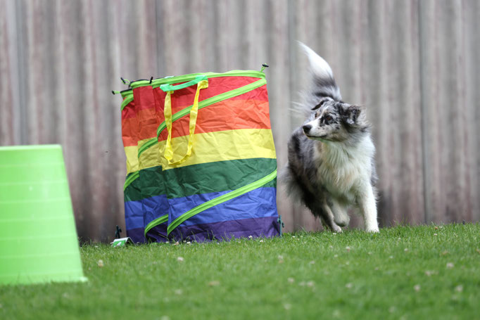 Hundeplausch/Plauschgruppe © Hundeschule gooddog