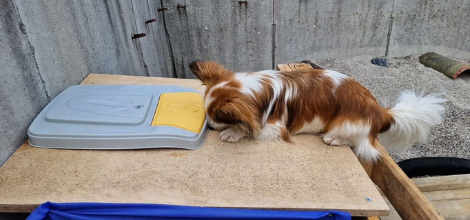 Objektsuche © Hundeschule gooddog