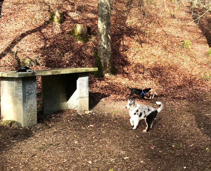 Welpentreffs Bläsimühle © Hundeschule gooddog