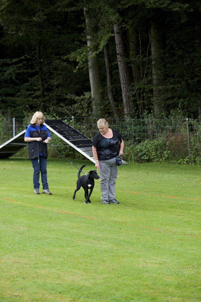Erziehungskurs © Hundeschule gooddog