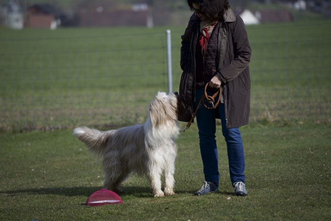 Anti-Giftköder-Kurs @ Hundeschule gooddog