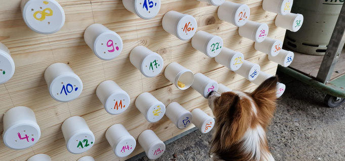 Objektsuche © Hundeschule gooddog