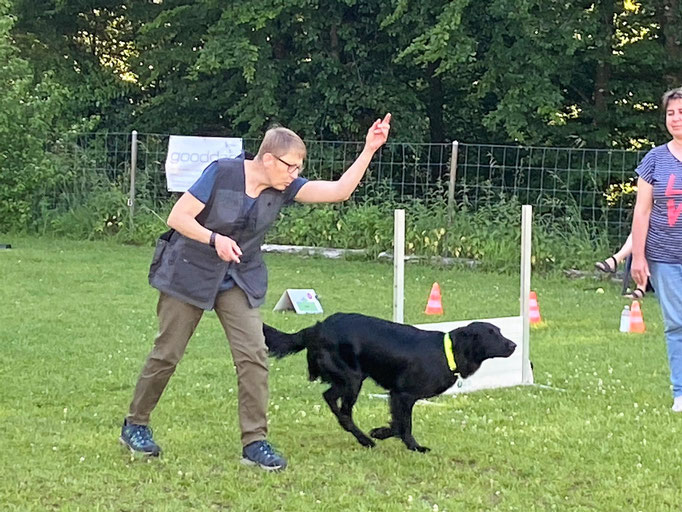 Begleithund/Obedience © Hundeschule gooddog