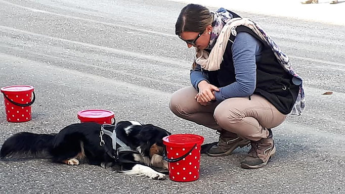 Objektsuche © Hundeschule gooddog