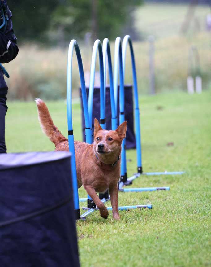 Hoopers/Hoop-Agi/Nadac © Hundeschule gooddog