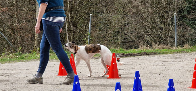 Fitness Loops © Hundeschule gooddog