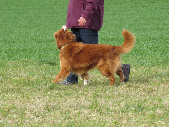 Freifolge © Hundeschule gooddog